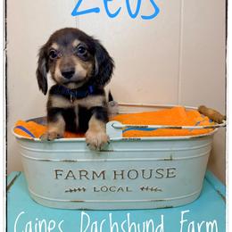 Zeus - Black and cream male Dachshund puppy in Cincinnati, Ohio from Caines Dachshund Farm