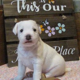 Jack Russell Terrier Puppies from Spritely Jack Russell Terriers