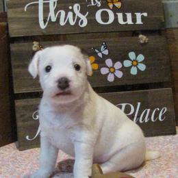 Jack Russell Terrier Puppies from Spritely Jack Russell Terriers