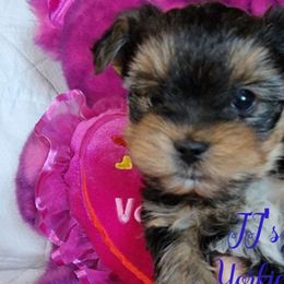 Prancer - Black and gold Yorkshire Terrier puppy in Pocatello, Idaho from JJ's Yorkies