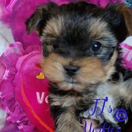 Prancer - Black and gold Yorkshire Terrier puppy in Pocatello, Idaho from JJ's Yorkies