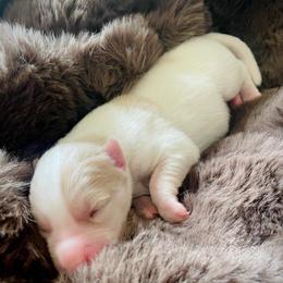 Fawn - White female Pomsky puppy in Greenville, South Carolina from Thicketty Mountain Pomskies