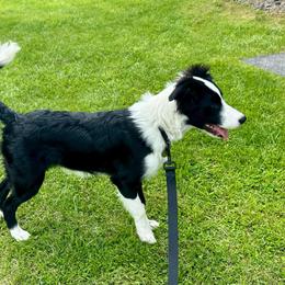 Joey - Black and white female Border Collie puppy in Milton, Pennsylvania from C&C Border Collies