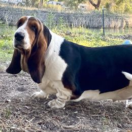 Matryoshka - Basset Hound