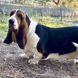 Matryoshka - Basset Hound