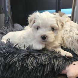 Coton de Tulear puppies from Ferne's Kintana Cotons