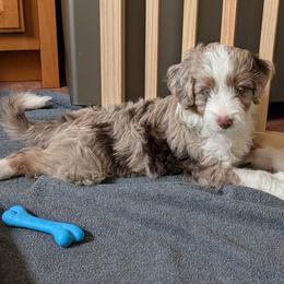 Loki - Red merle male Aussiedoodle puppy in New Durham, New Hampshire from Ridgeview Aussiedoodles