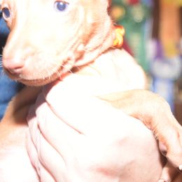 Z-Faro's Kung Fu Ballerina "River" - Pharaoh Hound puppy in Willamsville, New York from Z-Faro Kennels