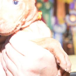 Z-Faro's Kung Fu Ballerina "River" - Pharaoh Hound puppy in Willamsville, New York from Z-Faro Kennels