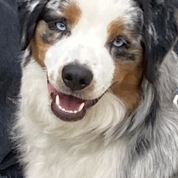 Australian Shepherd and Miniature American Shepherd Puppies from Hemlock Brook Farm and Kennels