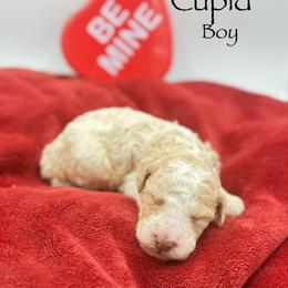 Cupid - male Golden Mountain Doodle puppy in Rome, Georgia from Victoria’s Designer Doodles