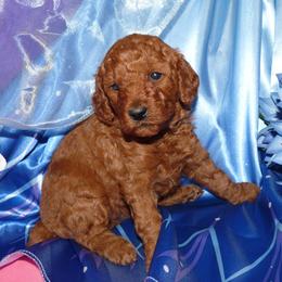 Girl 4 - female Poodle puppy in Fort Salonga, New York from Blues Performance Poodles