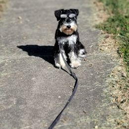Miniature Schnauzer Puppies from A'Lord Miniature Schnauzer
