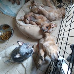 Australian Cattle Dog Puppies from FullMoon Cattle Dogs