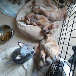 Australian Cattle Dog Puppies from FullMoon Cattle Dogs