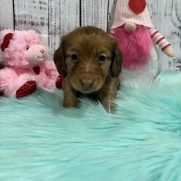 Duke - Red male Dachshund puppy in Wayland, Iowa from CR Kennels