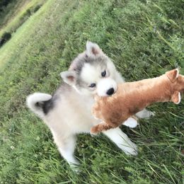 Pomsky and Siberian Husky Puppies from Kristie’s Husky Haven