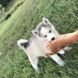 Pomsky and Siberian Husky Puppies from Kristie’s Husky Haven