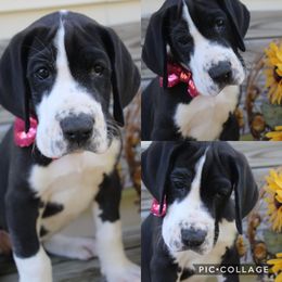 Great Dane Puppies from Cook’s Gentle Giants