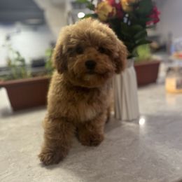 Henry - male Cavapoochon puppy in Fairmont, West Virginia from Manoka's Honeybee