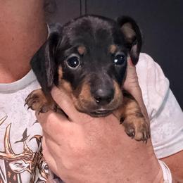 Boy 2 - black and tan - Black and tan male Dachshund puppy in Pierson, Florida from Michelle’s Mini Dachshunds