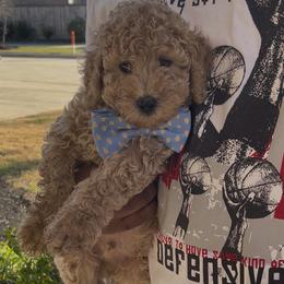 Butterfinger - Apricot male Goldendoodle puppy in Richmond, Texas from Harper’s Heartbeats
