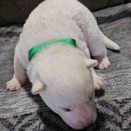 Boy 3 - White male Siberian Husky puppy in Lake Arthur, Louisiana from Gingers Husky Mansion