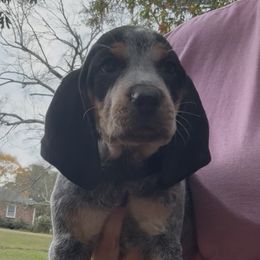 Iris - Blue ticked and tan female Bluetick Coonhound puppy in Belton, South Carolina from Broadway Oak Kennels