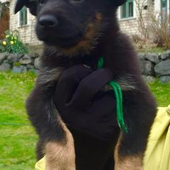 German Shepherds from Von Grunheide Shepherds