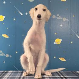 Wonder - White and fawn brindle female Silken Windhound puppy in Hanna, Oklahoma from Daybreak Silken Windhounds