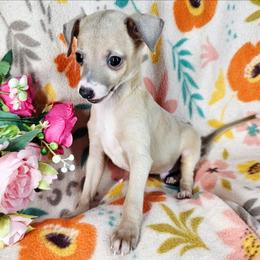 Lorax - Fawn male Italian Greyhound puppy in Cadwell, Georgia from All The DoDa Day Italian Greyhounds