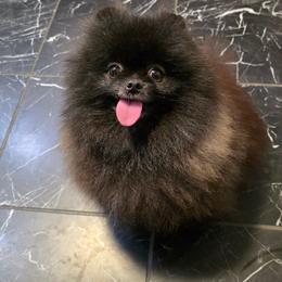 Midnight - Black female Pomeranian puppy in Wildersville, Tennessee from RoyalRarity's Poms & Enrichment