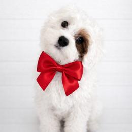 Boone - Cavapoo