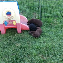 Labrador Retriever Puppies from SciFi Labradors
