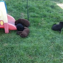 Labrador Retriever Puppies from SciFi Labradors