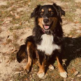 Laney - Australian Shepherd