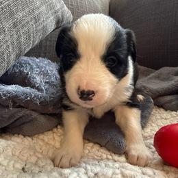 Freya - Black and white female Border Collie puppy in Mckinney, Texas from Border Collies of Ruidoso