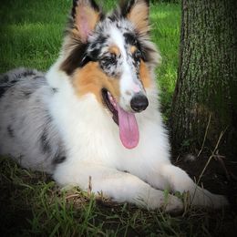 River - Blue merle Collie puppy in Waterville, Iowa from Lisa’s Lassies