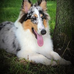 River - Blue merle Collie puppy in Waterville, Iowa from Lisa’s Lassies