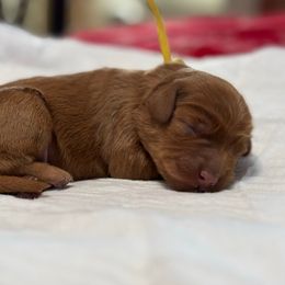 Chuck Norris - Red  male Goldendoodle puppy in Chino Valley, Arizona from Bass Creek Doodles