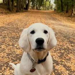 Golden Retriever Puppies from Chastity's Golden Retrievers