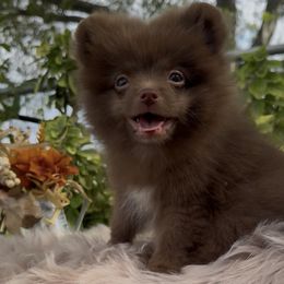 Arya Stark - Chocolate female Pomeranian puppy in Sandia, Texas from Broken Arrow Poms