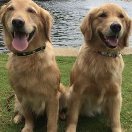 Golden Retrievers from Rusty Creek Retrievers