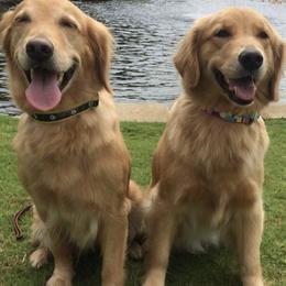 Golden Retrievers from Rusty Creek Retrievers