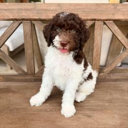 Parker - Brown and white male Aussiedoodle puppy in Allen, Texas from Calena’s Doodles