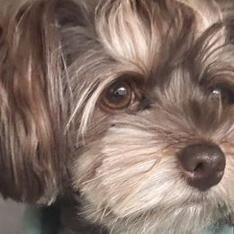 Yorkshire Terriers from Nikki’s Yorkies & Doodles