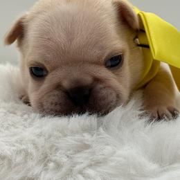 Jasper - Cream male French Bulldog puppy in Largo, Florida from Big Daddy Frenchies