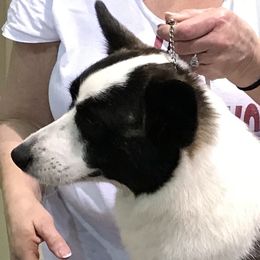 Vandal - Cardigan Welsh Corgi
