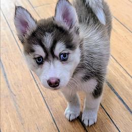 Rouge - Red and white female Pomsky puppy in Charlotte, Michigan from Moore Pomskies