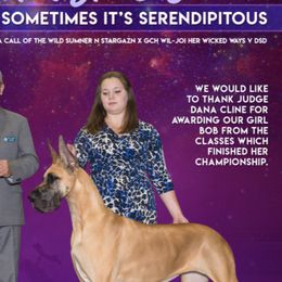 Great Danes from DSD Danes